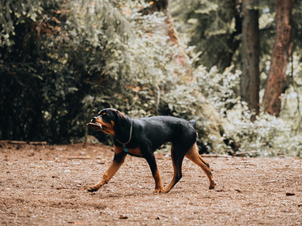 dog park denver