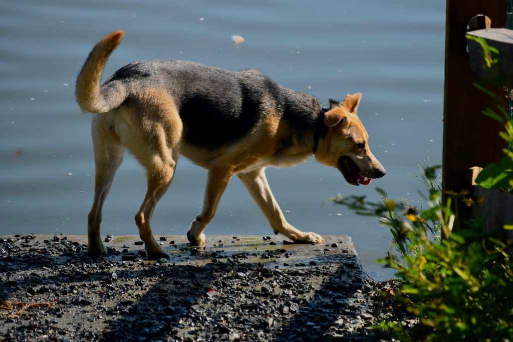 best dog parks denver