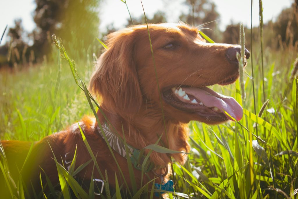 best dog parks denver